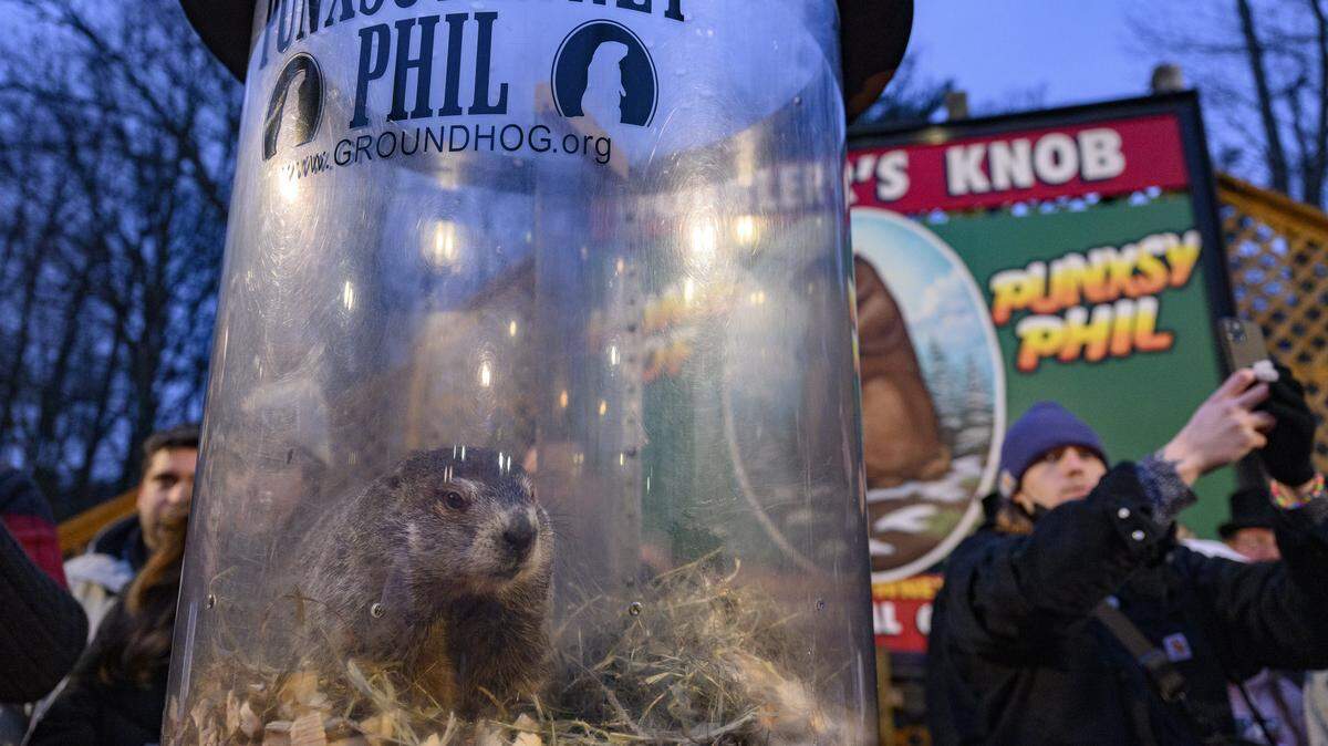 PUNXSUTAWNEY, PA - FEBRUARY 2: Punxsutawney Phil takes a break after he did not see his shadow predicting an early Spring during the 138th annual Groundhog Day festivities on Friday February 2, 2024 in Punxsutawney, Pennsylvania. Groundhog Day is a popular tradition in the United States and Canada. If Punxsutawney Phil sees his shadow he regards it as an omen of six more weeks of bad weather and returns to his den. Early spring arrives if he does not see his shadow, causing Phil to remain above ground. (Photo by Jeff Swensen/Getty Images)
