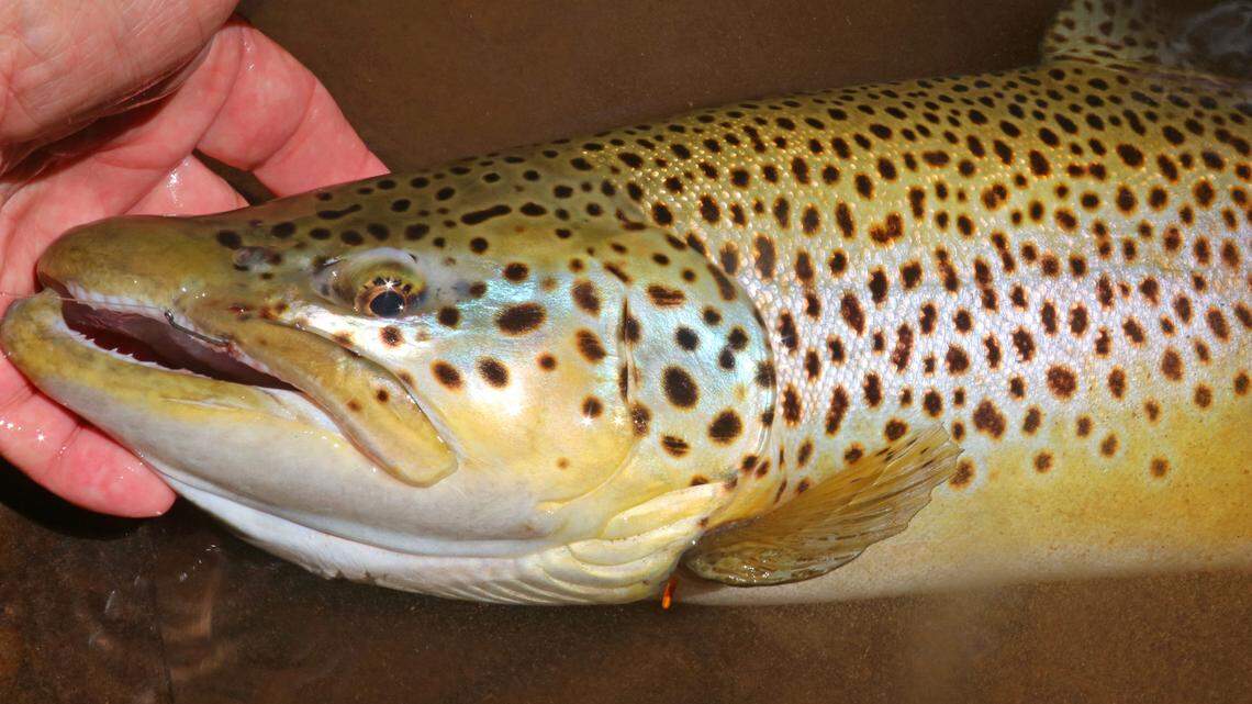Afield: Ready for trout season in Centre County? What to know ahead of opening day