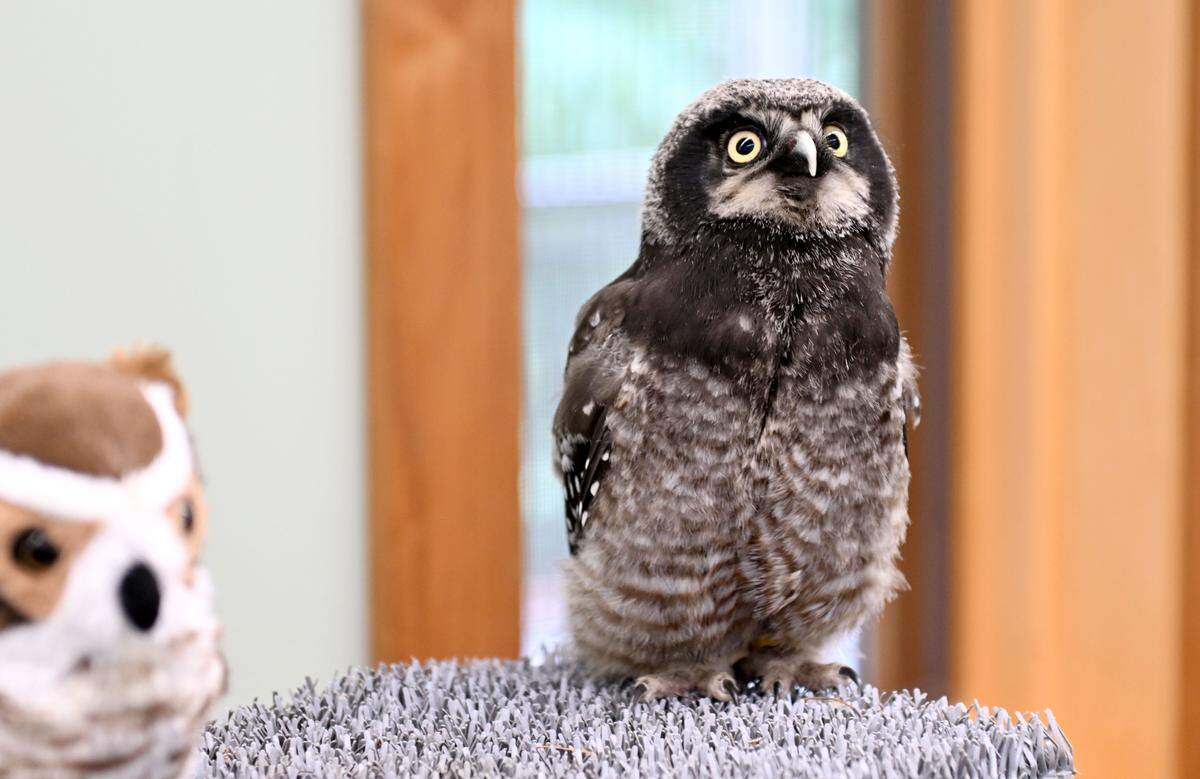 Pip, a Northern Hawk Owl chick, takes a look around the room as he learns how to fly at Shaver’s Creek Environmental Center on Thursday, July 31, 2025.  