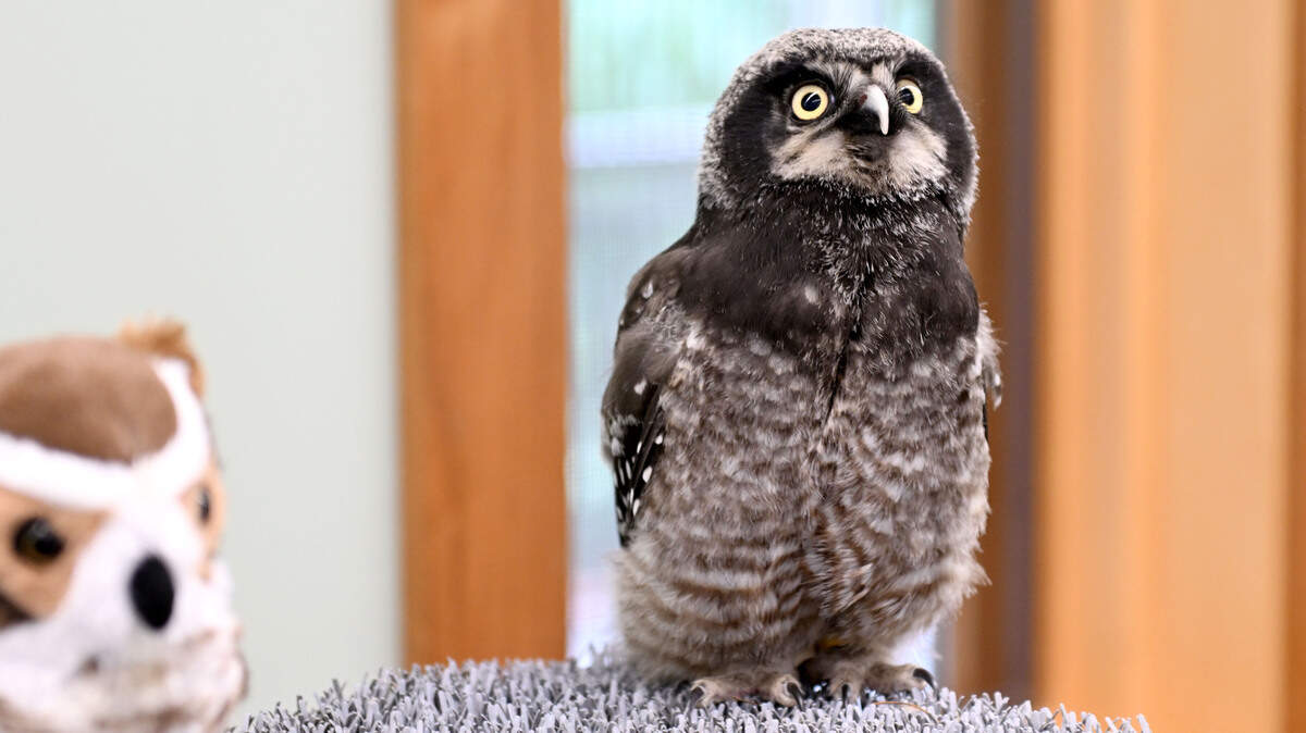 Pip, a Northern Hawk Owl chick, takes a look around the room as he learns how to fly at Shaver’s Creek Environmental Center on Thursday, July 31, 2025. Pip died on Sunday, Shaver’s Creek announced.