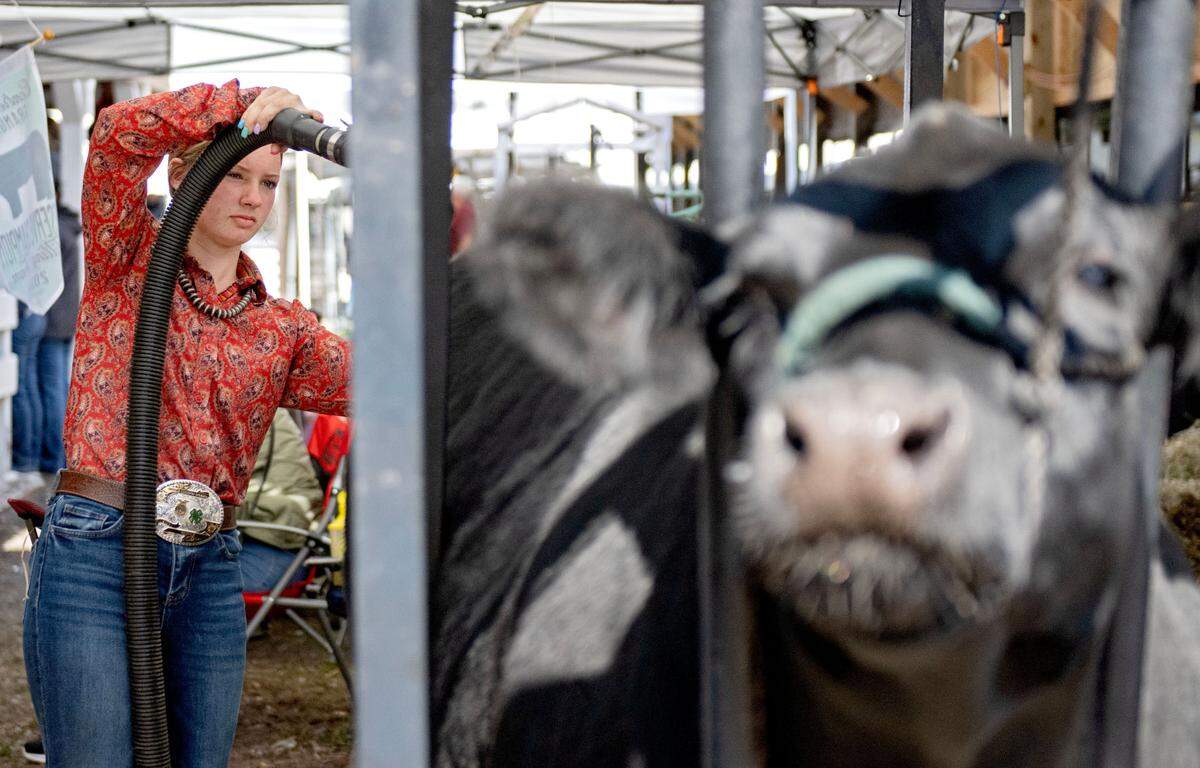Rylee Eckert, 15, prepares her steer, Sarge, for the open beef show during the Centre County Grange Encampment and Fair on Wednesday, Aug. 21, 2024.