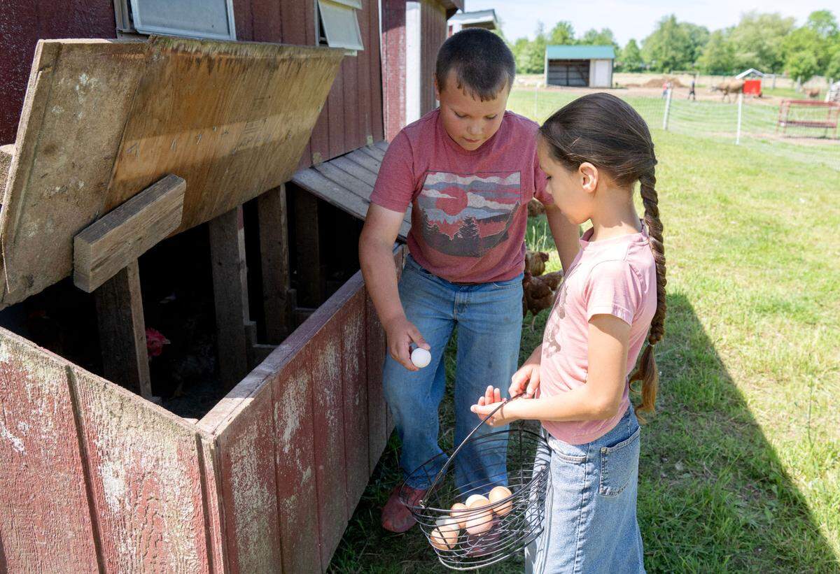 Jadon King, 10, and his sister Katriel, 8, collect eggs from their chickens at Stem to Stable Farm in Centre Hall on Tuesday, May 21, 2024.