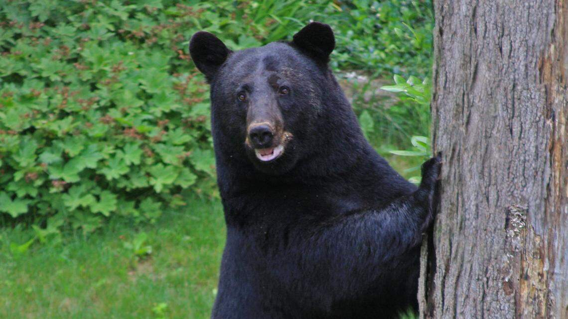 Afield: Preliminary figures show a sub-par bear harvest in Pennsylvania. Take a look
