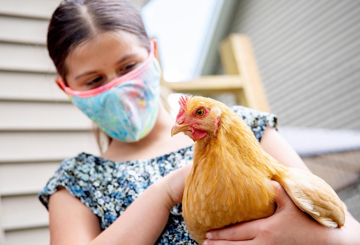 Maeve Elliott, 10, pets Purple on Friday, June 19, 2020.