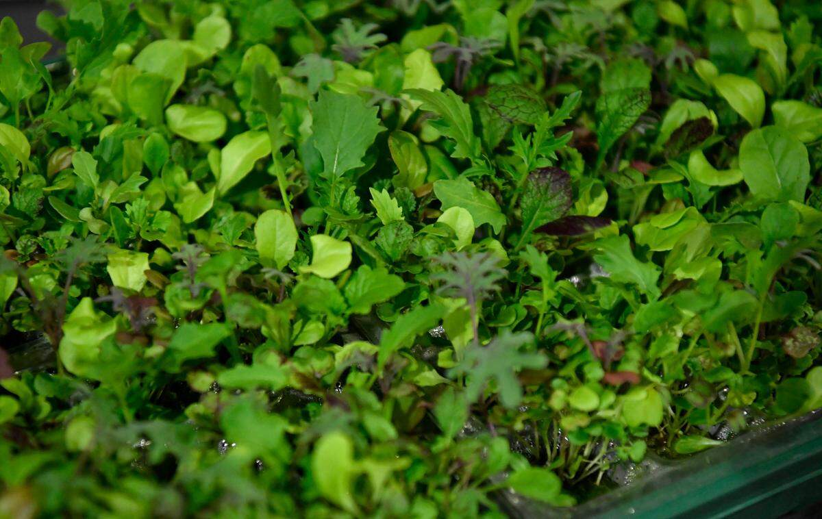 A tray of mixed greens to be planted at Happy Valley Hydroponics.