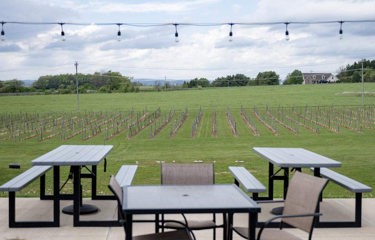 Rows of grape vines are seen past outdoor seating at University Wine Company on Wednesday, May 13, 2026.  