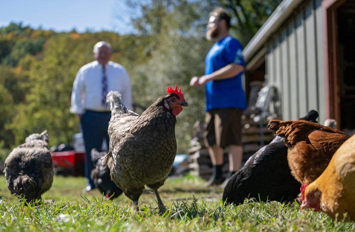 Chickens graze as Matt Bacon of Resiliency Farm shows Congressman Glenn Thompson around the farm on Thursday, Oct. 6, 2022.