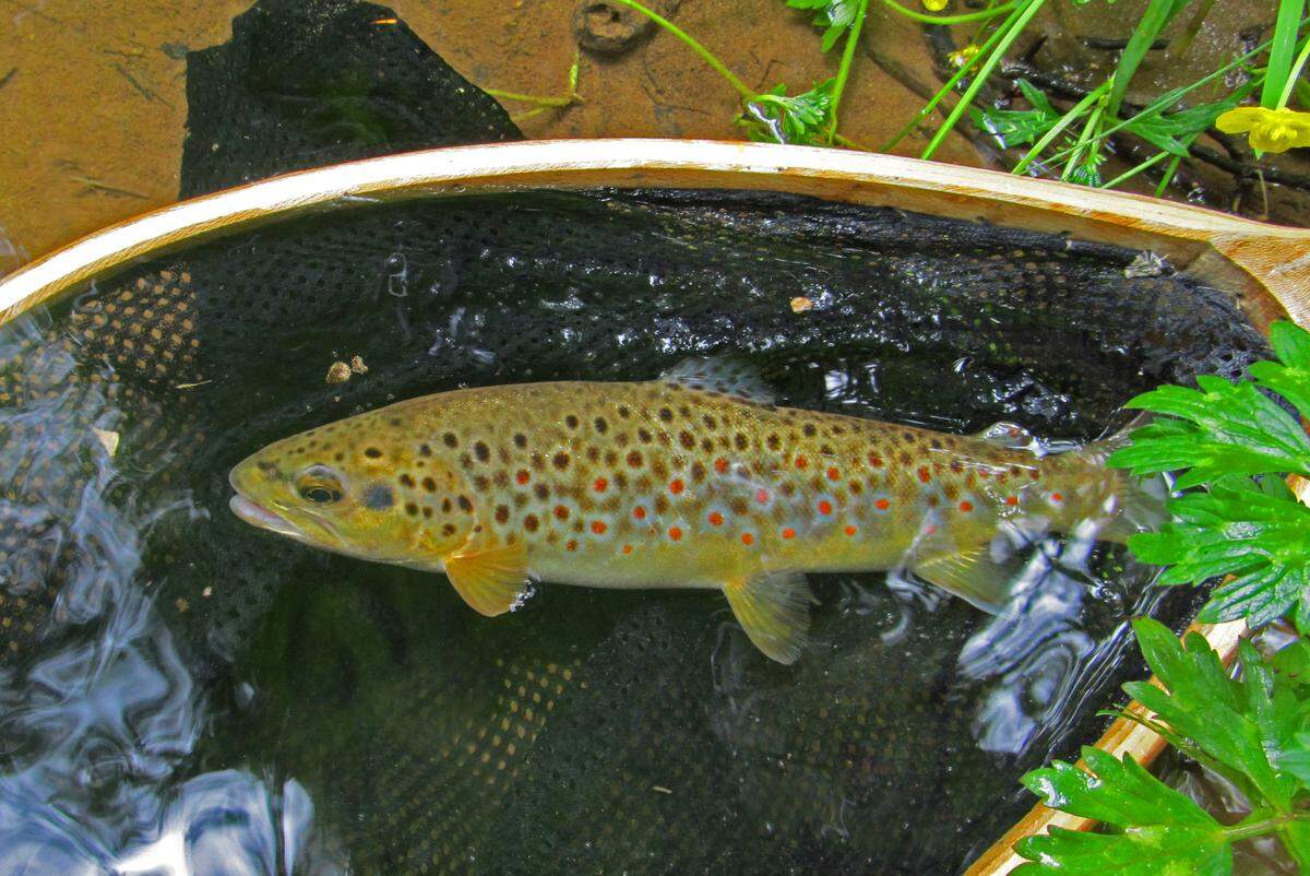 At issue in April’s The Pennsylvania Fish and Boat Commission Fisheries Committee meeting is the management of the beautiful wild brown trout in a small section of Spruce Creek. Whether the commission decides to go Artificial-Lures-Only could be decided by July.