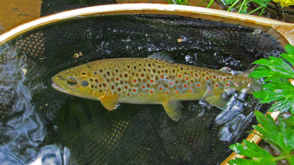 At issue in last month’s The Pennsylvania Fish and Boat Commission Fisheries Committee meeting is the management of the beautiful wild brown trout in a small section of Spruce Creek. Whether the commission decides to go All-Tackle or Artificial-Lures-Only could be decided by July.