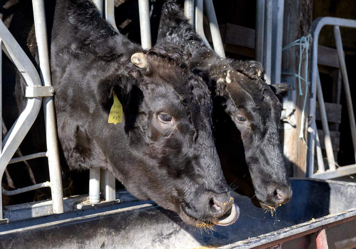 Two of the wagyu feed at Happy Valley Wagyu on Monday, Oct. 27, 2025. 