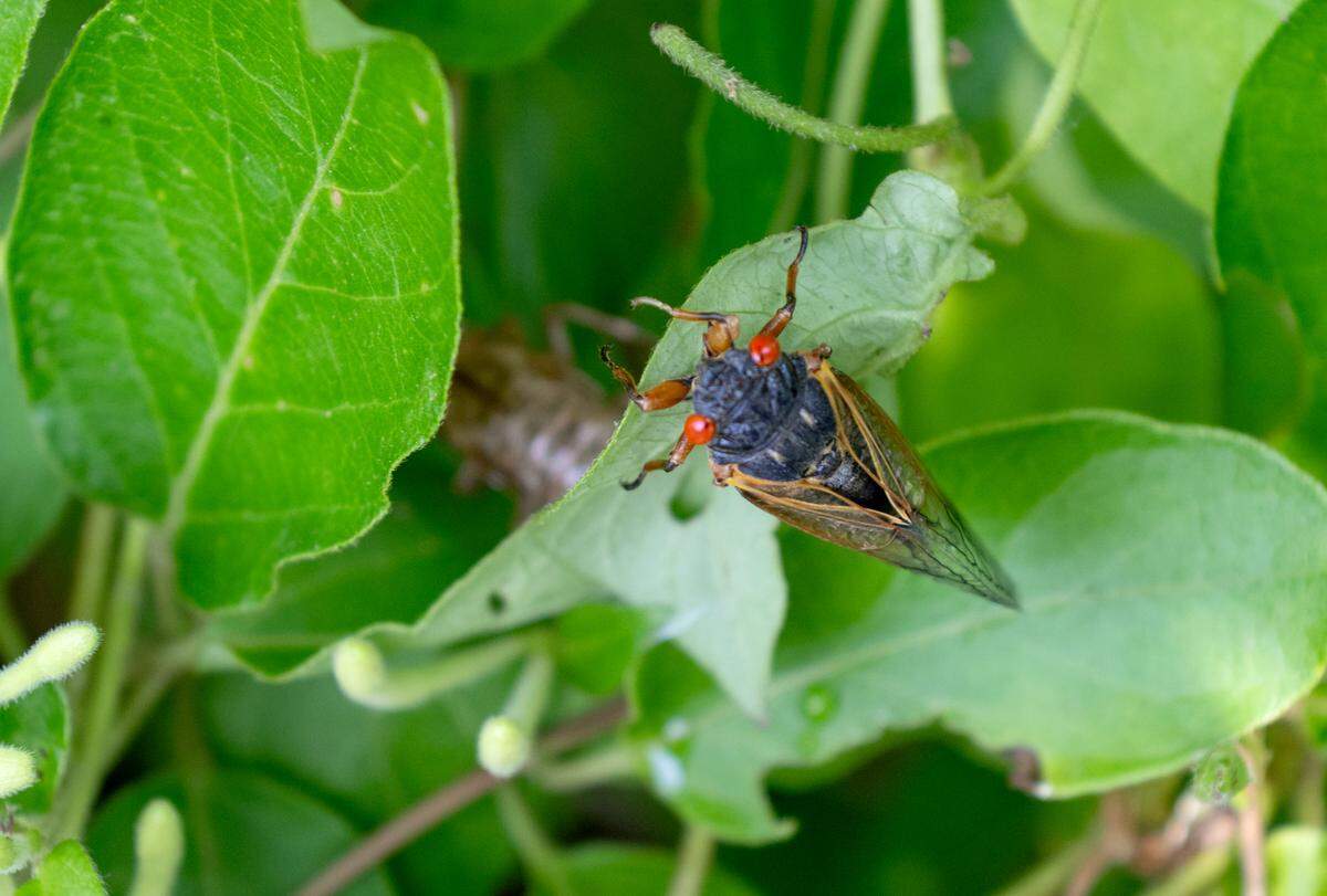 A Brood XIV cicadas on a plant with a shed exoskeleton of a cicada on the leaf bellow in Bellefonte on Tuesday, June 3, 2025.