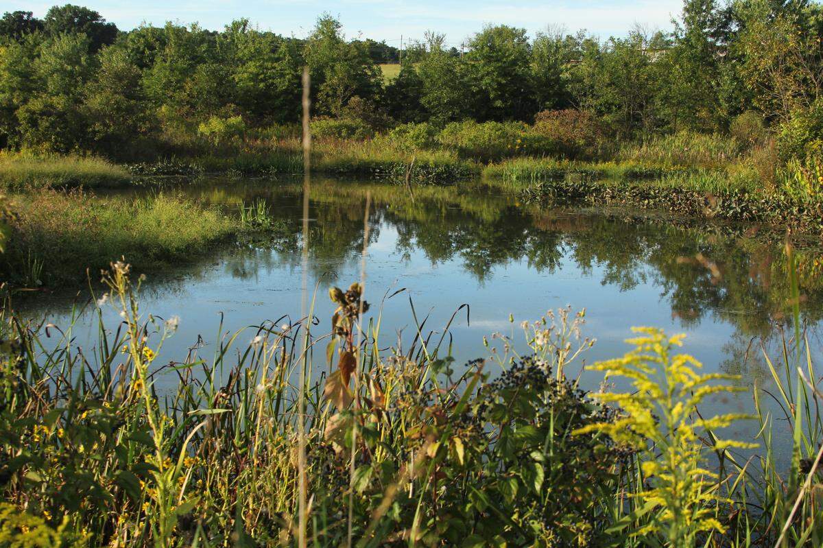 What happens to the Old Crow Wetland near Huntington has been in contention for months.