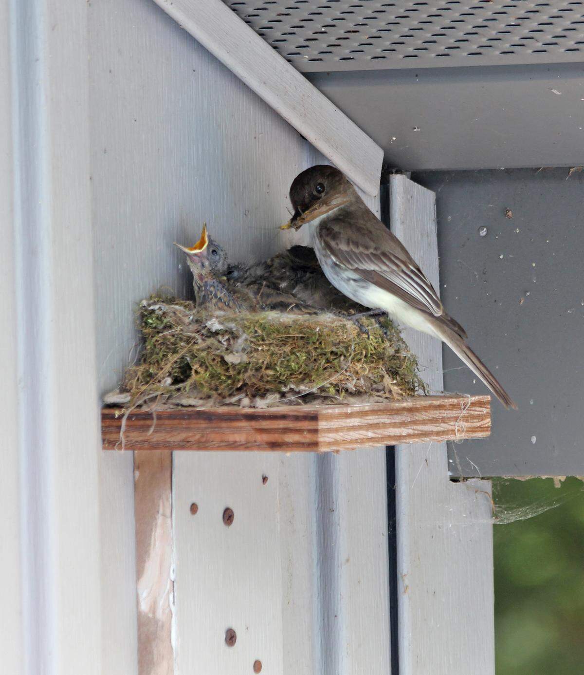 An eastern phoebe feeds young in a nest built on a platform constructed by the author.
