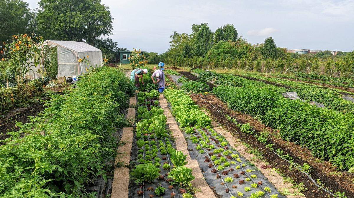 Sowers Market online market and CSA will launch in May, offering produce grown on the small urban farm located in Houserville.