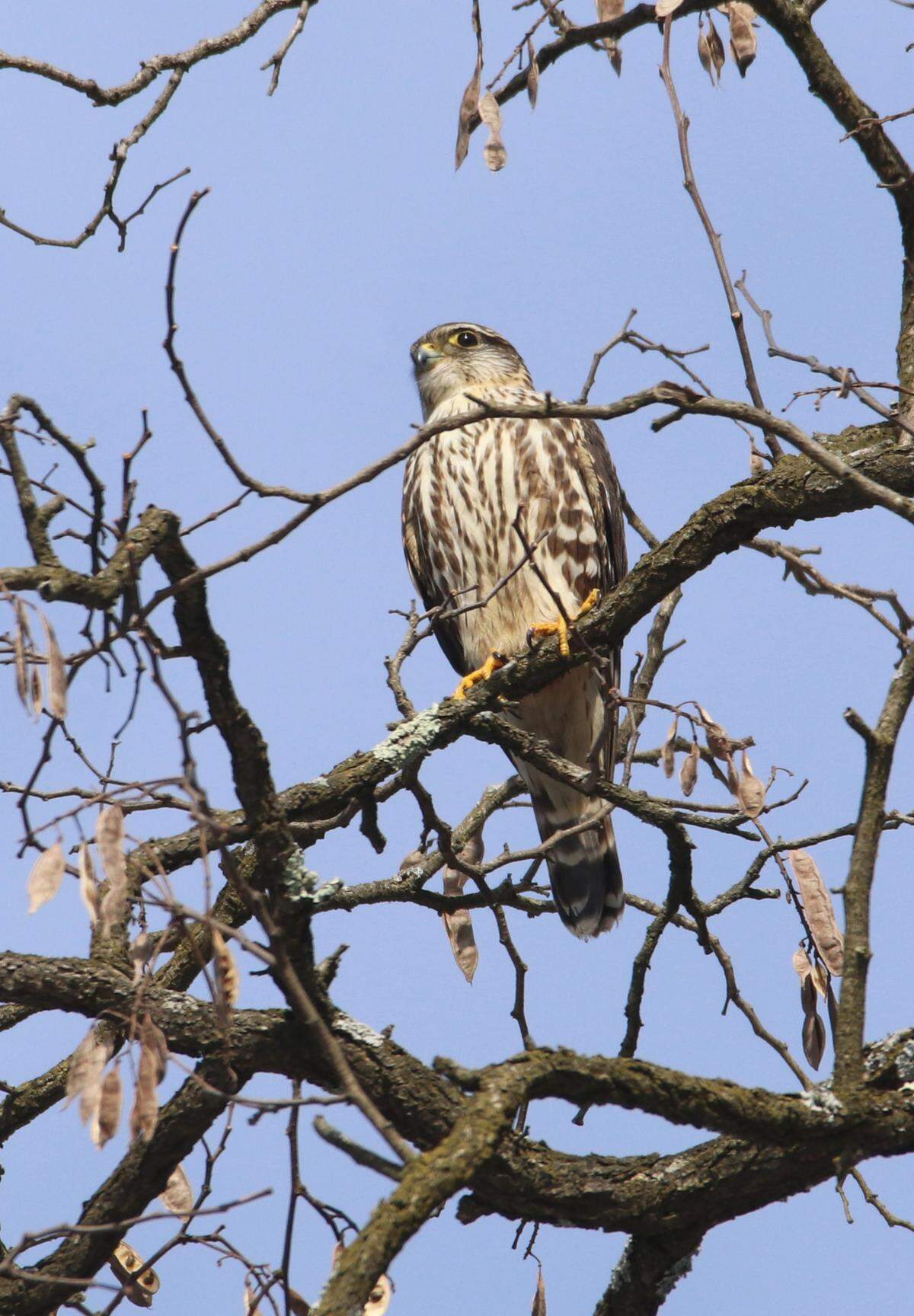 A Merlin is a small falcon often counted during Winter Raptor Surveys.