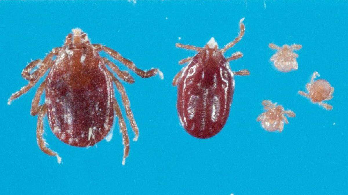The invasive Asian, or longhorn, tick was identified for the first time in Pennsylvania on a male white tailed deer in Potter Township, Centre County.