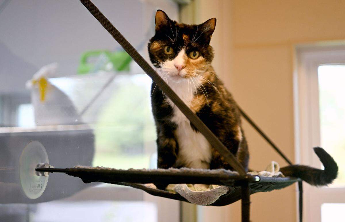 Lynx watches the front desk of Centre County PAWS from one of the cat rooms on Thursday, Sept. 28, 2023.