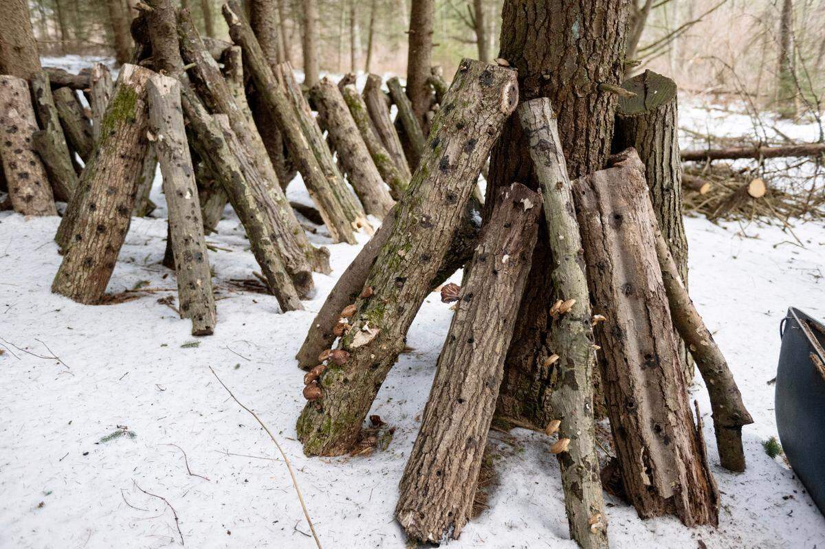 The “mushroom yard” at Treaster Kettle Farm where the logs are inoculated to grow shiitake mushrooms.