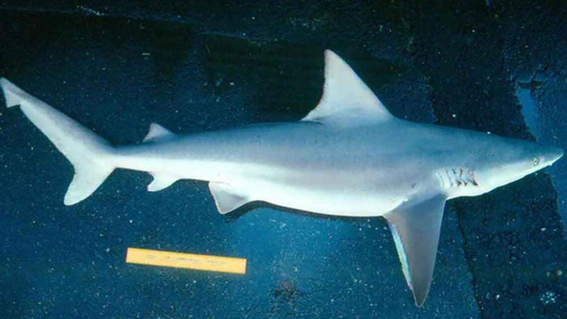 This is an 8-foot sandbar shark, a species that roams from Cape Cod to Florida. They prefer shallow coastal waters.
