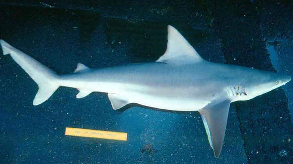 This is an 8-foot sandbar shark, a species that roams from Cape Cod to Florida. They prefer shallow coastal waters.