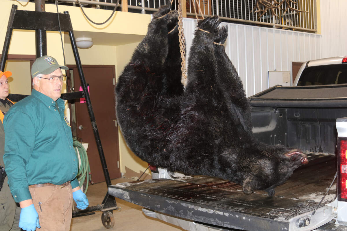 A large bear is weighed at Quehanna bear check station.