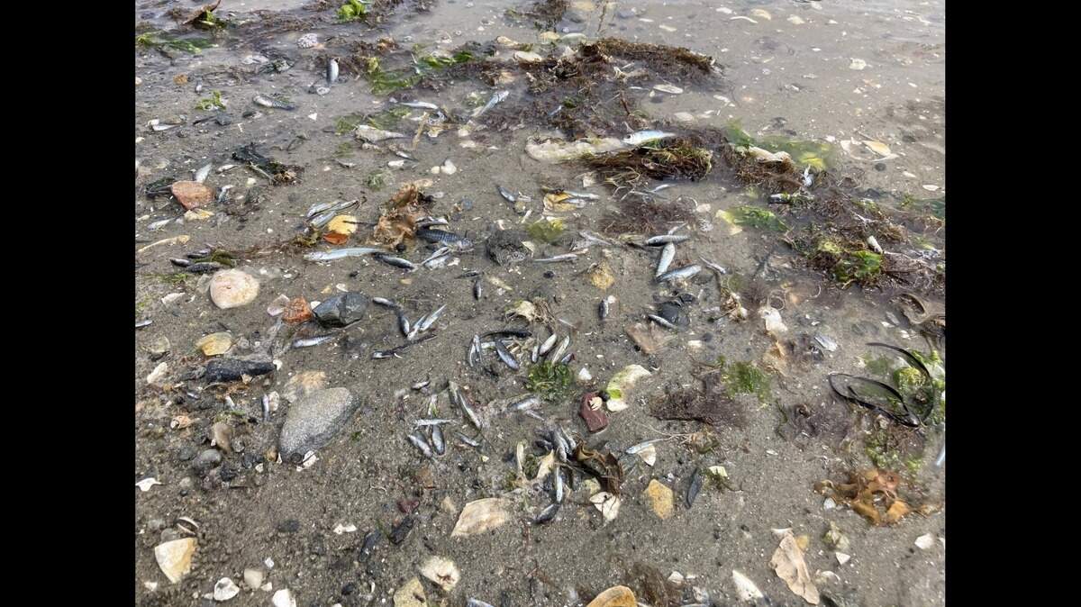 Five thousand dead fish found on beaches in Rhode Island were victims of the heat wave, according to the Rhode Island Department of Environmental Management. The water temperature hit 85 degrees.