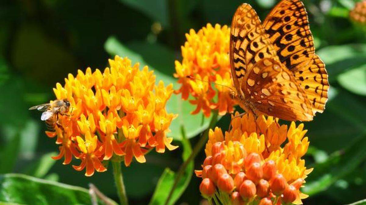 The Centre Daily Times is looking for photo submissions of beautiful gardens in Centre County.