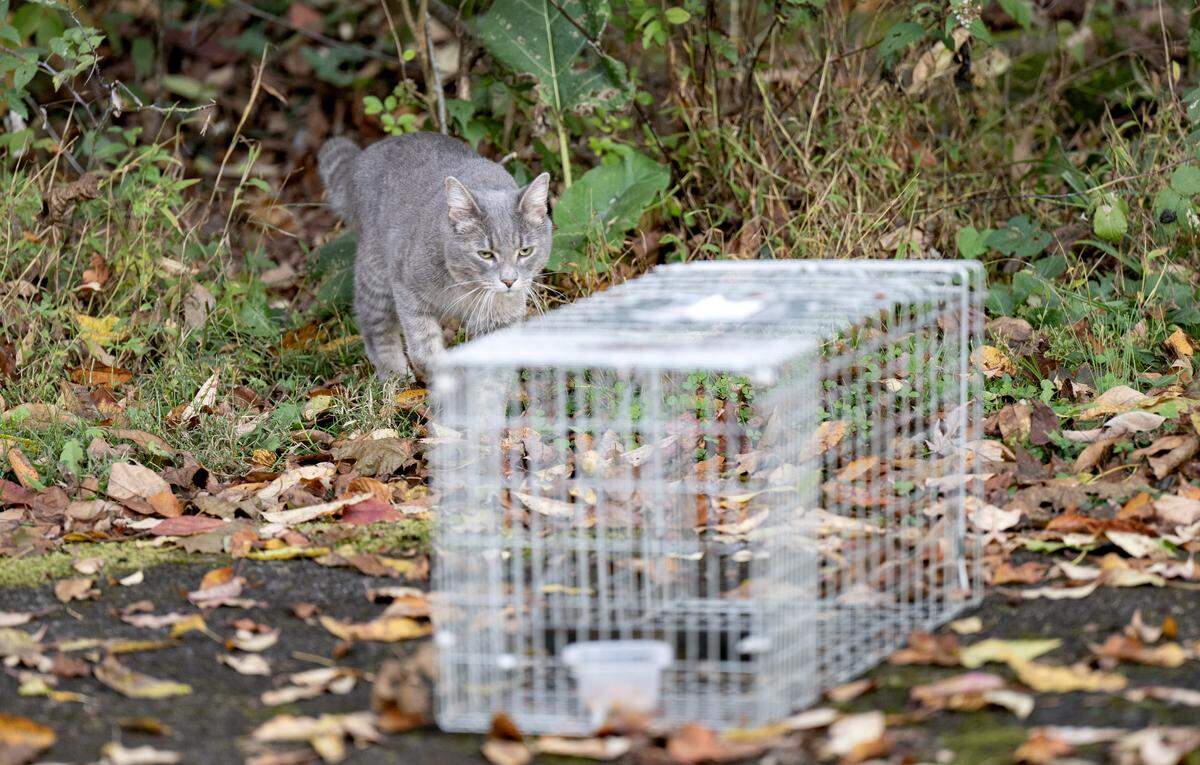 A cat heads towards a trap set by Hope’s Dream Rescue & Sanctuary who is organizing trap-neuter/spay-release (TNR) in Country Place Park in Harris Township on Tuesday, Oct. 14, 2025.