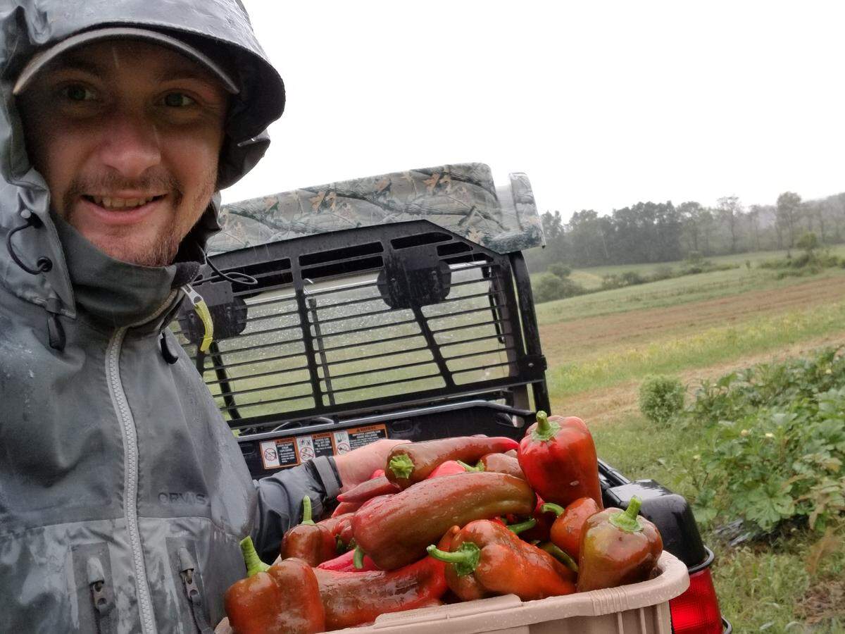 Corey Sweeley, of Hidden Branch Farms in Millheim, picks peppers in the rain -- a common occurrence this summer.