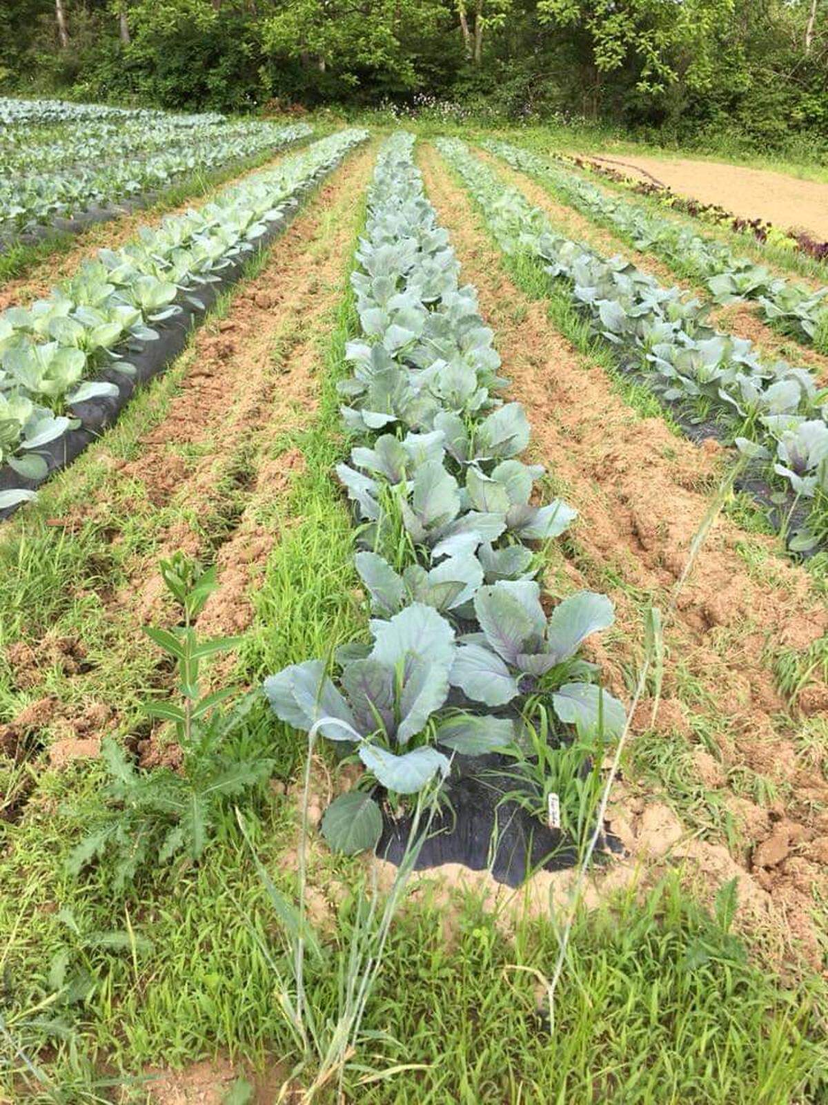 The weed pressure was also particularly bad this year, farmer Corey Sweeley said.
