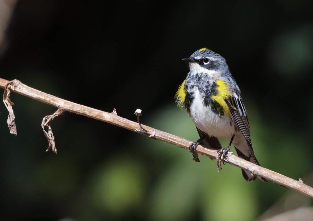 A few yellow-rumped warblers stay in Pennsylvania all winter, but a larger number is migrating through Centre County right now.
