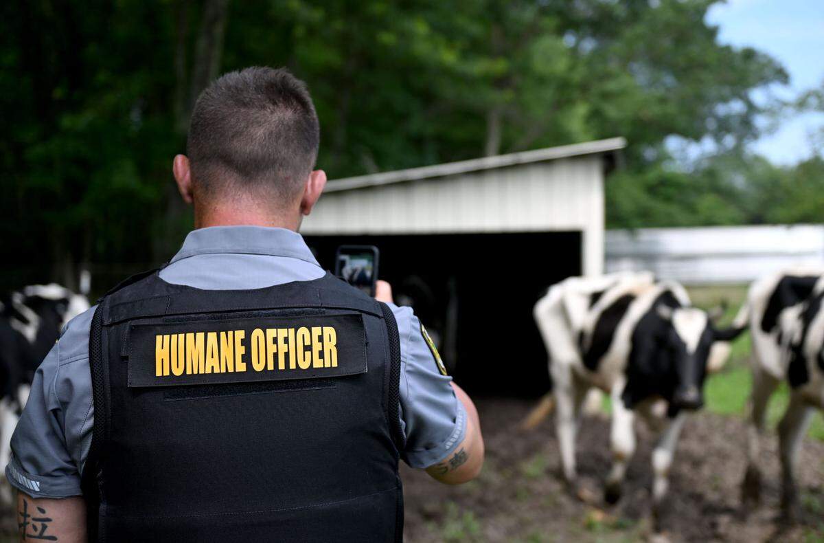 Centre County humane officer Mark Rusnak takes photos to document the conditions for several cows as he investigates a call on Monday July 7, 2025.