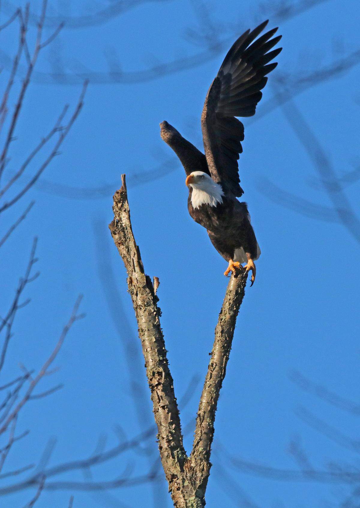 Bald eagles are a much more common sight in Pennsylvania now, compared to 20 years ago.