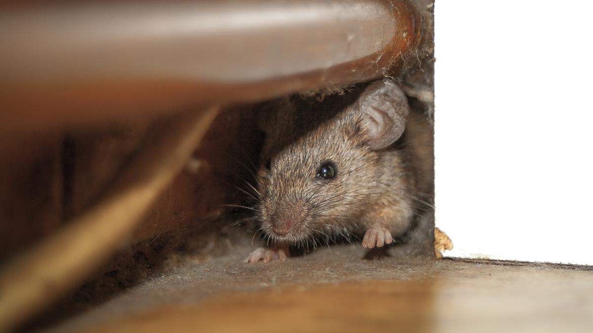 Rodents, like the one seen in this file photo, can cause a host of problems when they come indoors. Here’s how to prepare your Illinois home ahead of cold winter weather.