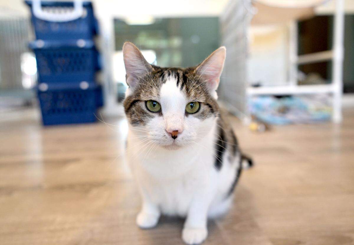 Ilka hangs out in one of the cat rooms at Centre County PAWS on Thursday, Sept. 28, 2023.