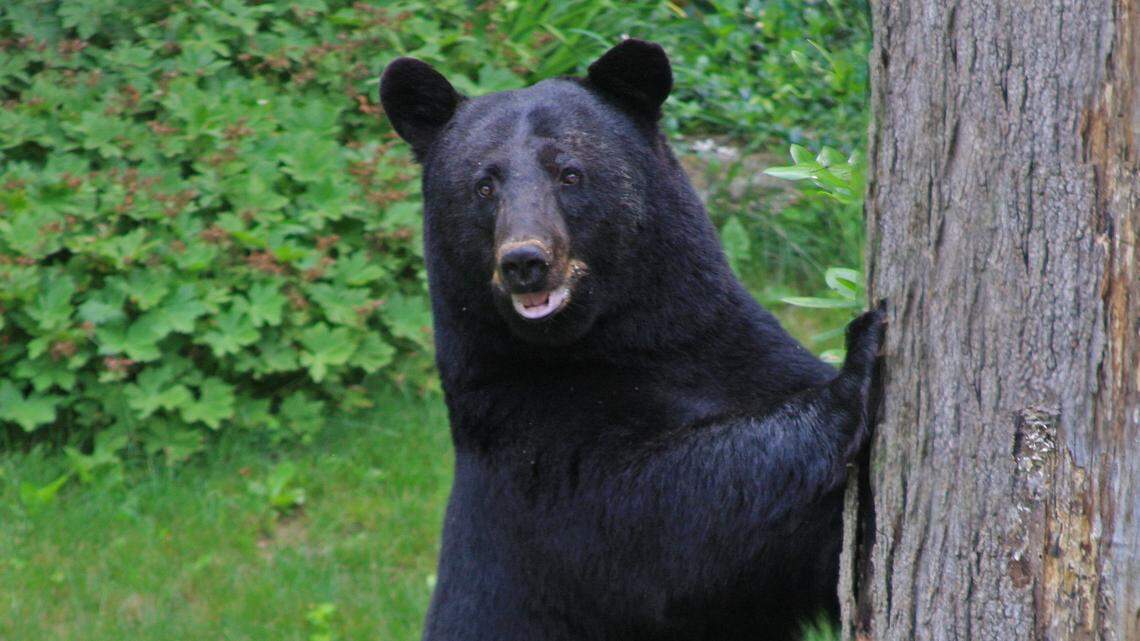 Afield: Why the Pennsylvania Game Commission is expecting another big bear hunting season