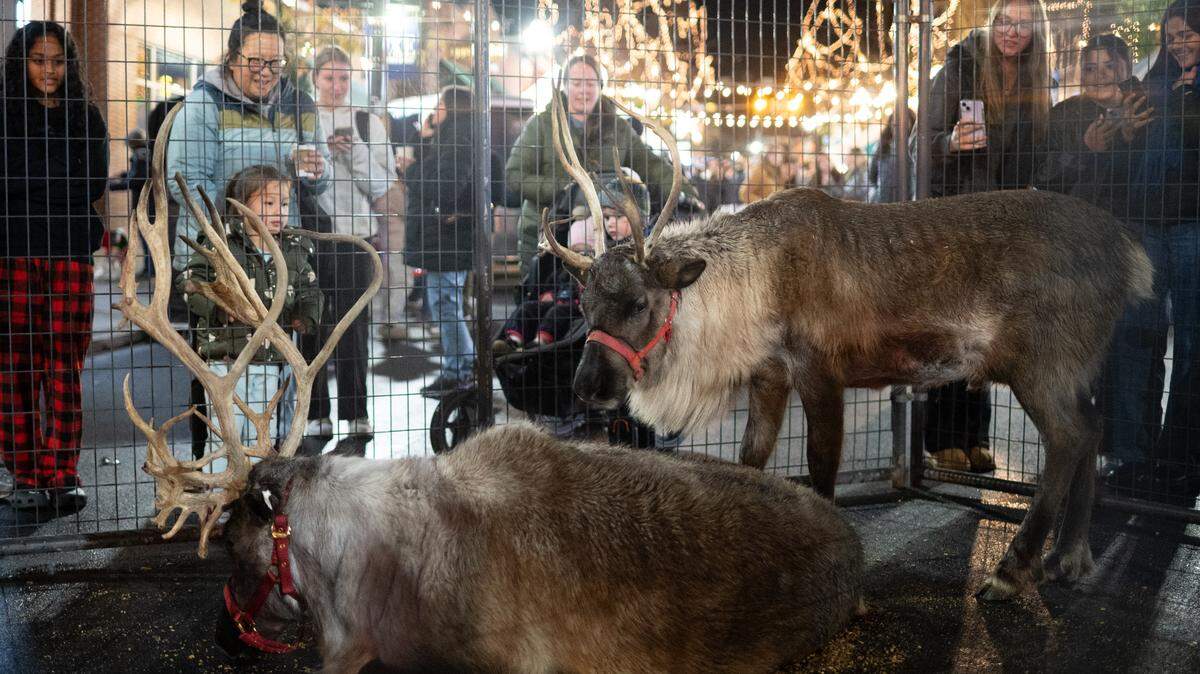 Passersby watch the Spruce Ridge Reindeer display on Allen Street in State College during a downtown Christmas celebration on Nov. 21, 2024.