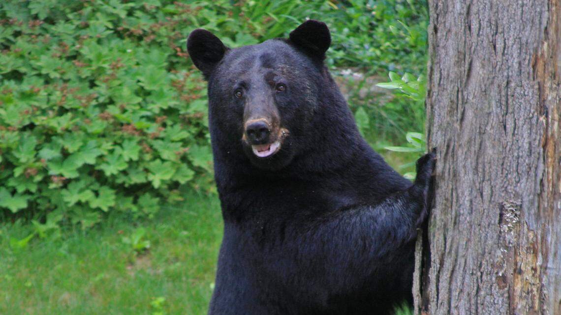 Afield: Statewide hunting changes defining bear, deer seasons in Pennsylvania