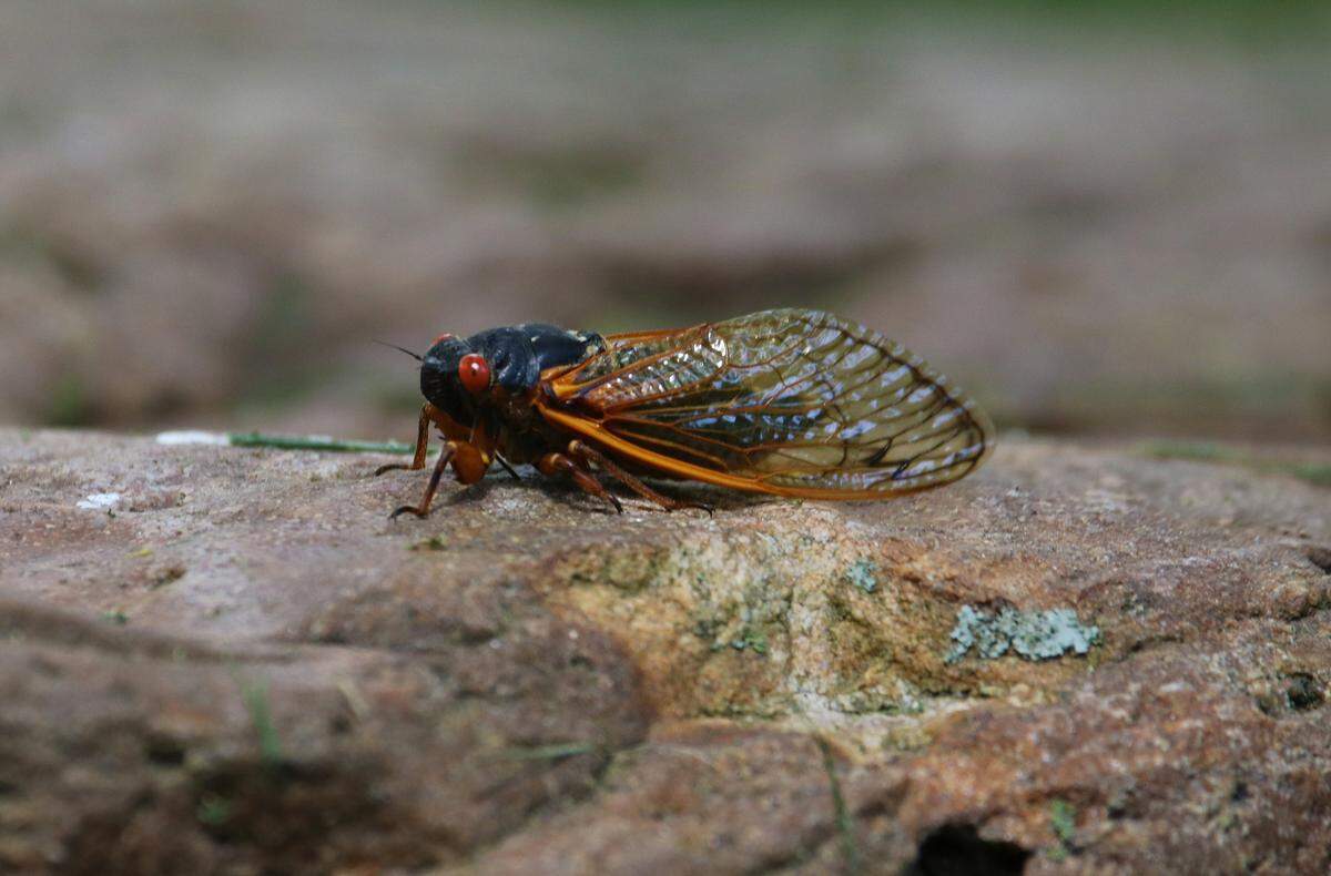 Two broods of periodical cicadas will emerge in Illinois this year once the soil warms up enough.