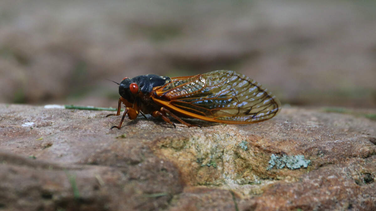 Periodical cicadas only make an appearance every 17 years. They surface in the spring when soil temperatures reach 64 degrees.