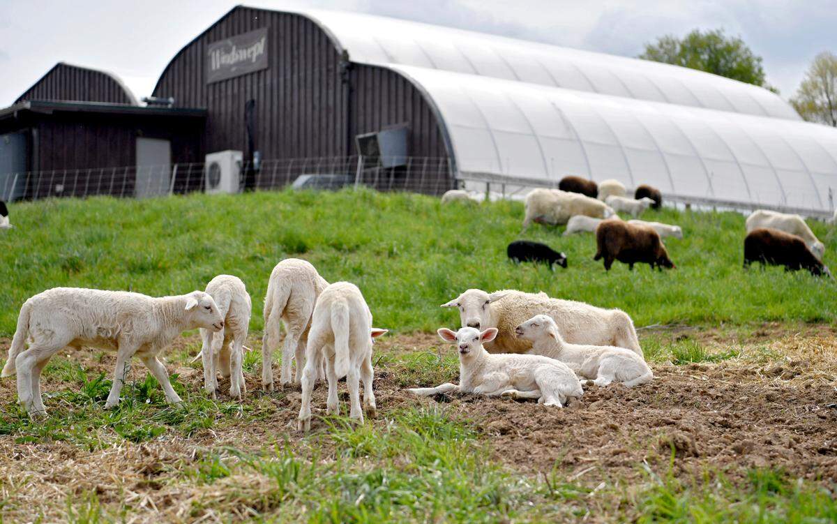 Katahdin and Dorper sheep at Windswept Farm on April 28.