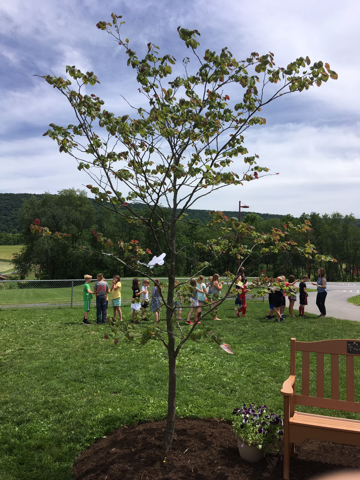 After Marion-Walker kindergarten teacher Cheryl DeCusati died, a tree was planted outside of the elementary school in her memory.