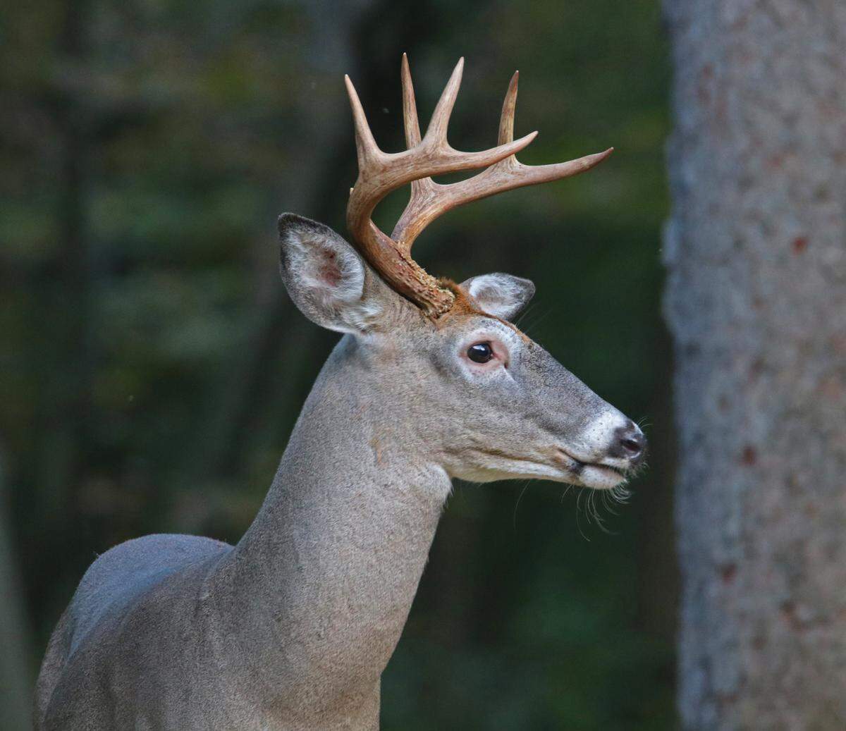 If the PGC’s proposed resolution passes in its present form later this month, one more Sunday would be added to rifle deer season and five Sundays added to archery deer season.