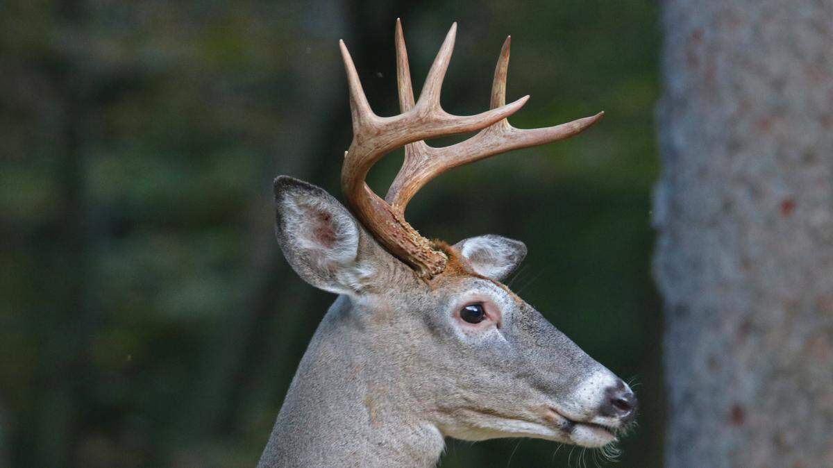 Deer are on the move around central Pennsylvania this fall. Here’s what you can do to avoid a collision with one.