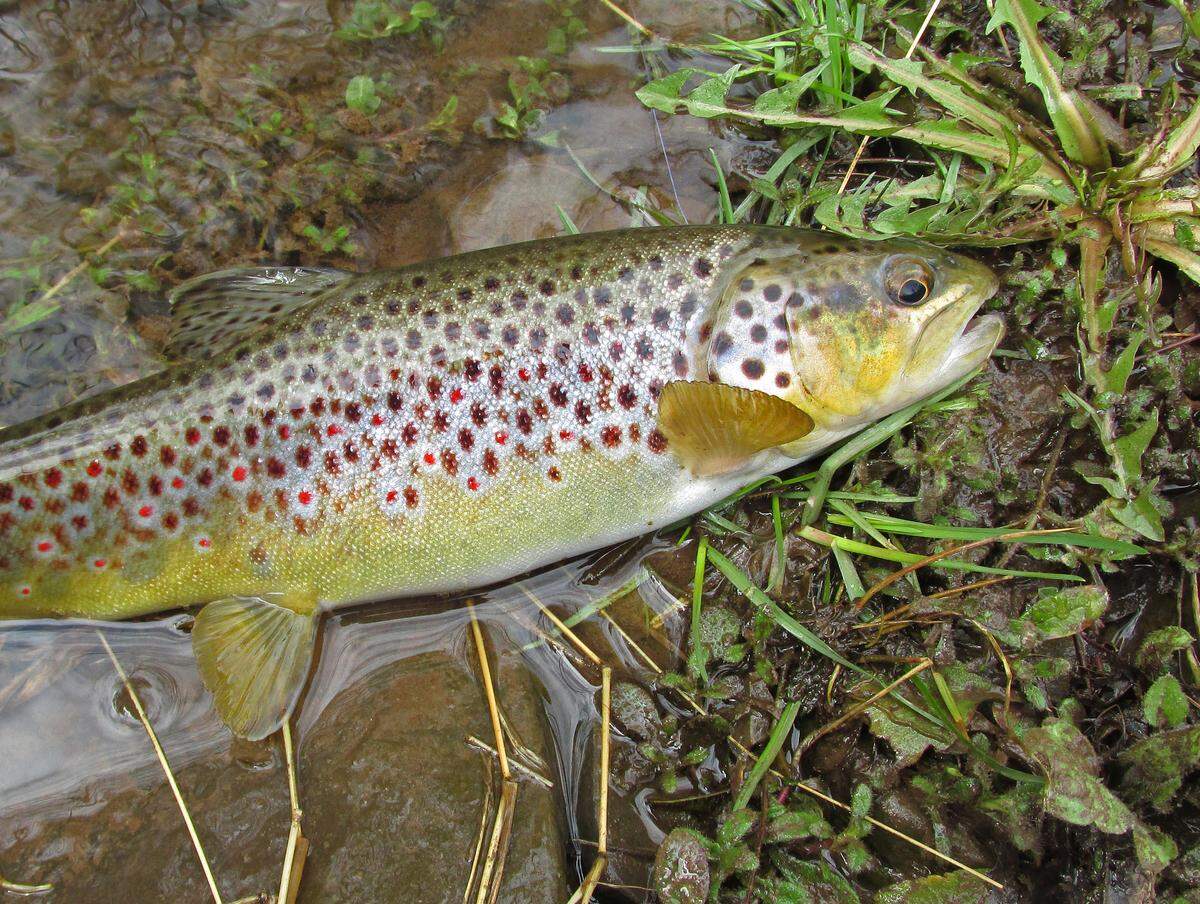 A beautiful foot-long wild brown trout from a small Centre County stream.