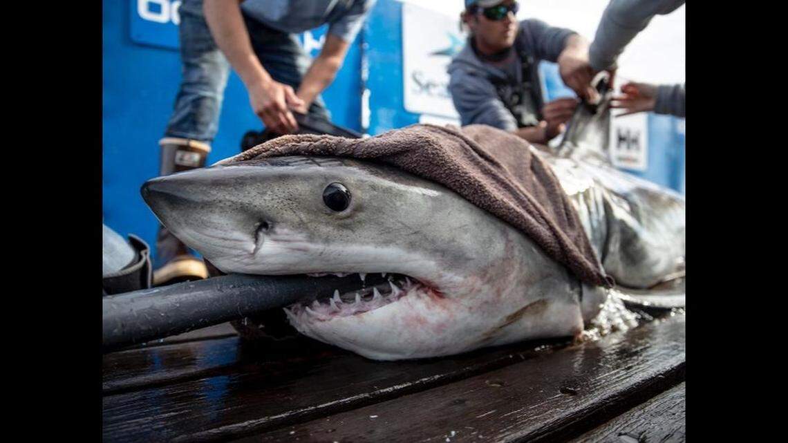 A large great white shark that vanished four months ago from satellite tracking in the Gulf of Mexico has re-appeared off the coast of Delaware.