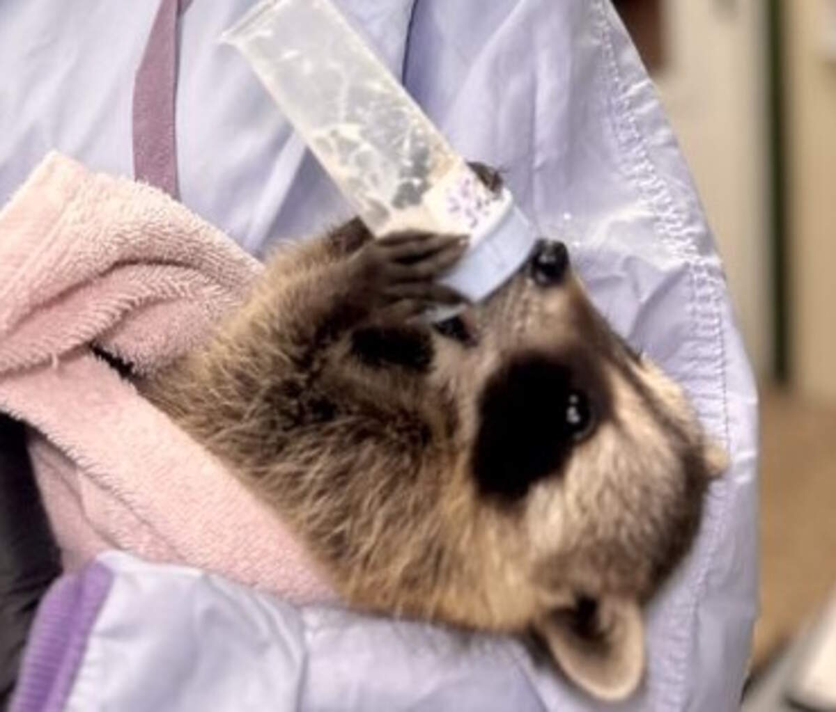 As of June 19, Centre Wildlife Care has reached max capacity with raccoons, forcing them to turn away ones who are brought to the facility.