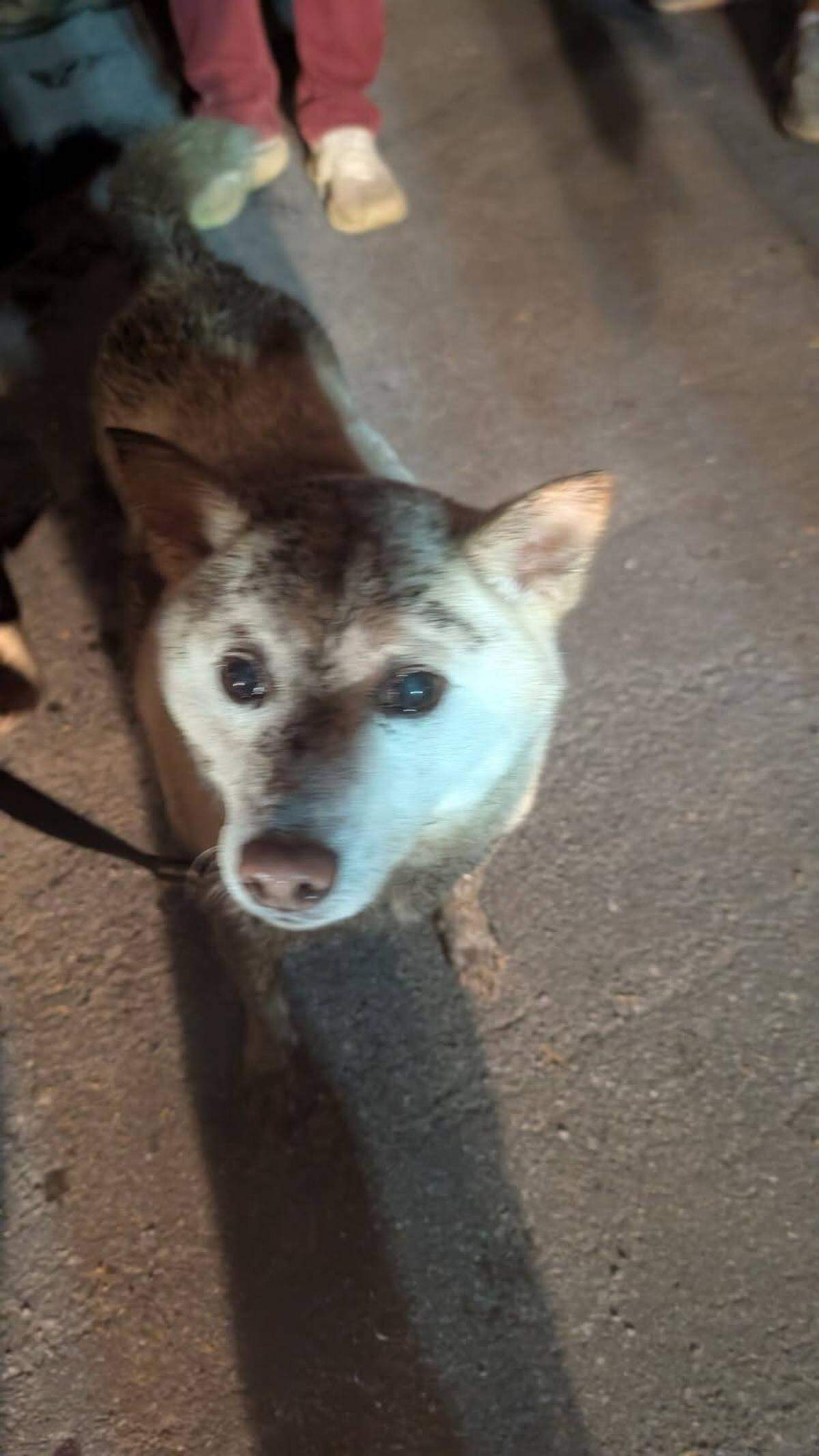 Blizzard was rescued from a drainage pipe in Harris Township after several hours on Tuesday, May 27, 2025.