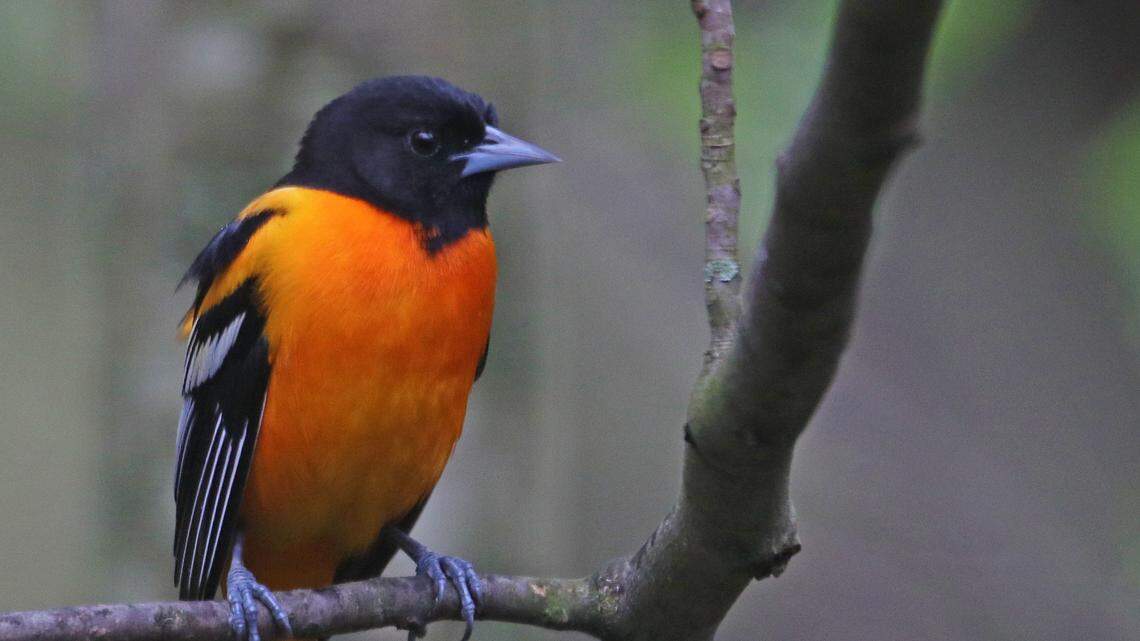 Afield: What to know about bird migration, ticks and more this spring in Centre County