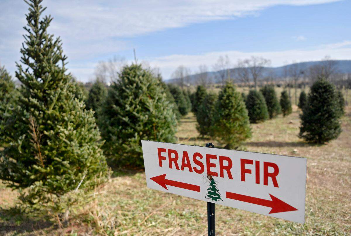 A row of Fraser Firs at Tannenbaum Farm in Centre Hall on Thursday.